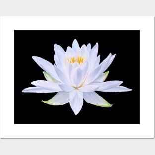 My Ghost - waterlily blossom Posters and Art